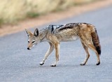 Black-backed Jackal_4142.jpg