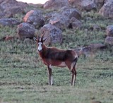 Blesbok_6136.jpg