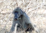 Chacma Baboon_0107.jpg