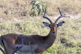 Common Impala - male_5830.jpg