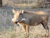Common Warthog_9832.jpg