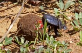 Dung Beetle_3116.jpg