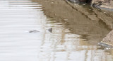 Serrated Hinged Terrapin_4289.jpg