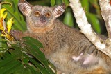 Greater Galago_2816.jpg