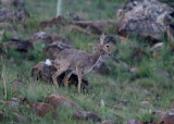 Grey Rhebok - male_6077.jpg