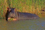 Common Hippopotamus_2347.jpg