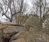 Klipspringer - male_2471.jpg