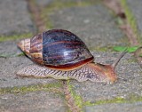 Land Snail_5271.jpg