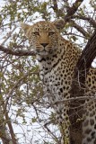 Leopard_3154.jpg