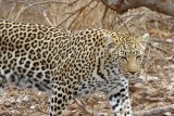 Leopard_3238.jpg
