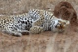 Leopard_3281.jpg