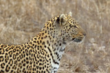 Leopard_3312.jpg