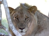 Lion - male_6573.jpg