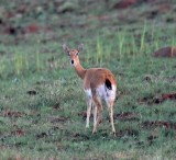 Oribi - female_6152.jpg