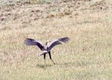 Secretarybird_7157.jpg