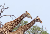 Southern Giraffe - pair_0052.jpg