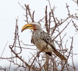 Southern Yellow-billed Hornbill_3411.jpg