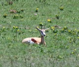 Springbok_8127.jpg