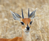 Steenbok - male_4641.jpg