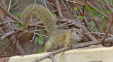 Smiths Bush Squirrel_3726.jpg