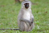 Vervet Monkey_2750.jpg