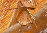 Wahlbergs Epauletted Fruit Bat_4570.jpg