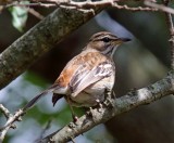 White-browed Scrub Robin_9406.jpg