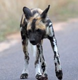 Wild Dog_2549.jpg