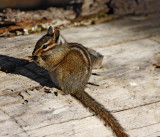 Lodgepole Chipmunk_1440.jpg