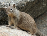 California Ground Squirrel_4507.jpg