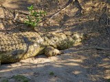 Nile Crocodile_0428.jpg