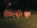 Common Hippos at night_0977.jpg