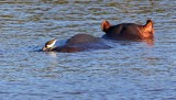 Common Hippopotamus and Common Sandpiper_2274.jpg