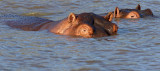 Common Hippopotamus_2124.jpg
