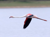 #84 Greater Flamingo_8059.jpg