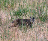Bobcat_0023.jpg