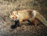 Red Fox_3464.jpg