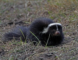Striped Skunk__0483.jpg