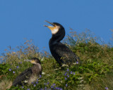 Great Cormorants