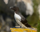 Razorbill