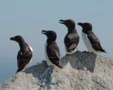 Razorbills