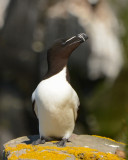 Razorbill