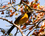 Yellow-backed Oriole