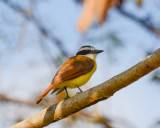 Lesser Kiskadee