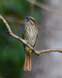 Streaked Flycatcher