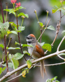 Pale-breasted Spinetail