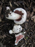 Agaricus altipes with sycamore spruce & yew Carlton Wood NNotts 29-5-2016.JPG