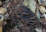 Hymenochaete rubiginosa on Sw Chestnut log Cuckney Hay Wood Notts 2016-9-28.JPG