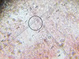 Agaricus bisporus 003 2-spored basidium 2017-6-7.JPG
