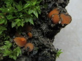 Anthracobia melaloma 001 on burnt stump Foxcovert Plantation NR Notts 2016-11-12.JPG